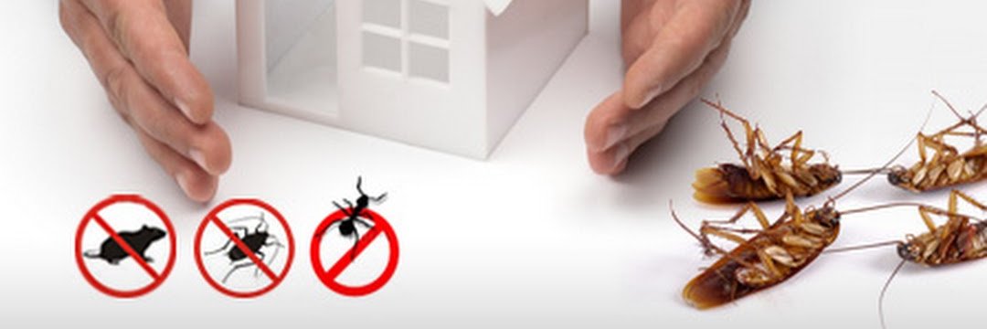 Receive quality assorted borer control services in Melbourne