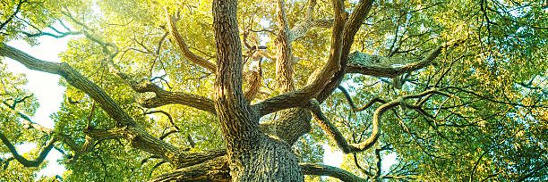 Tree-կտրելու ծառայություններ