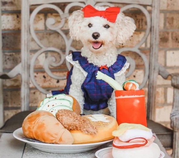 Barking Brunch Collection 5-pc Set