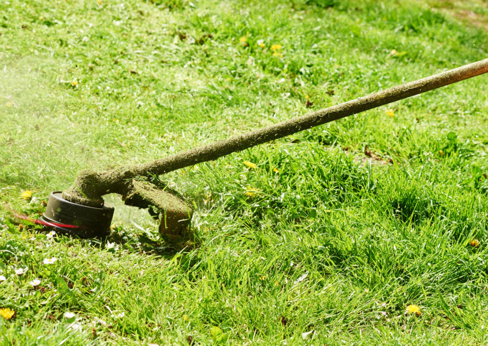 Prato e giardino, servizi