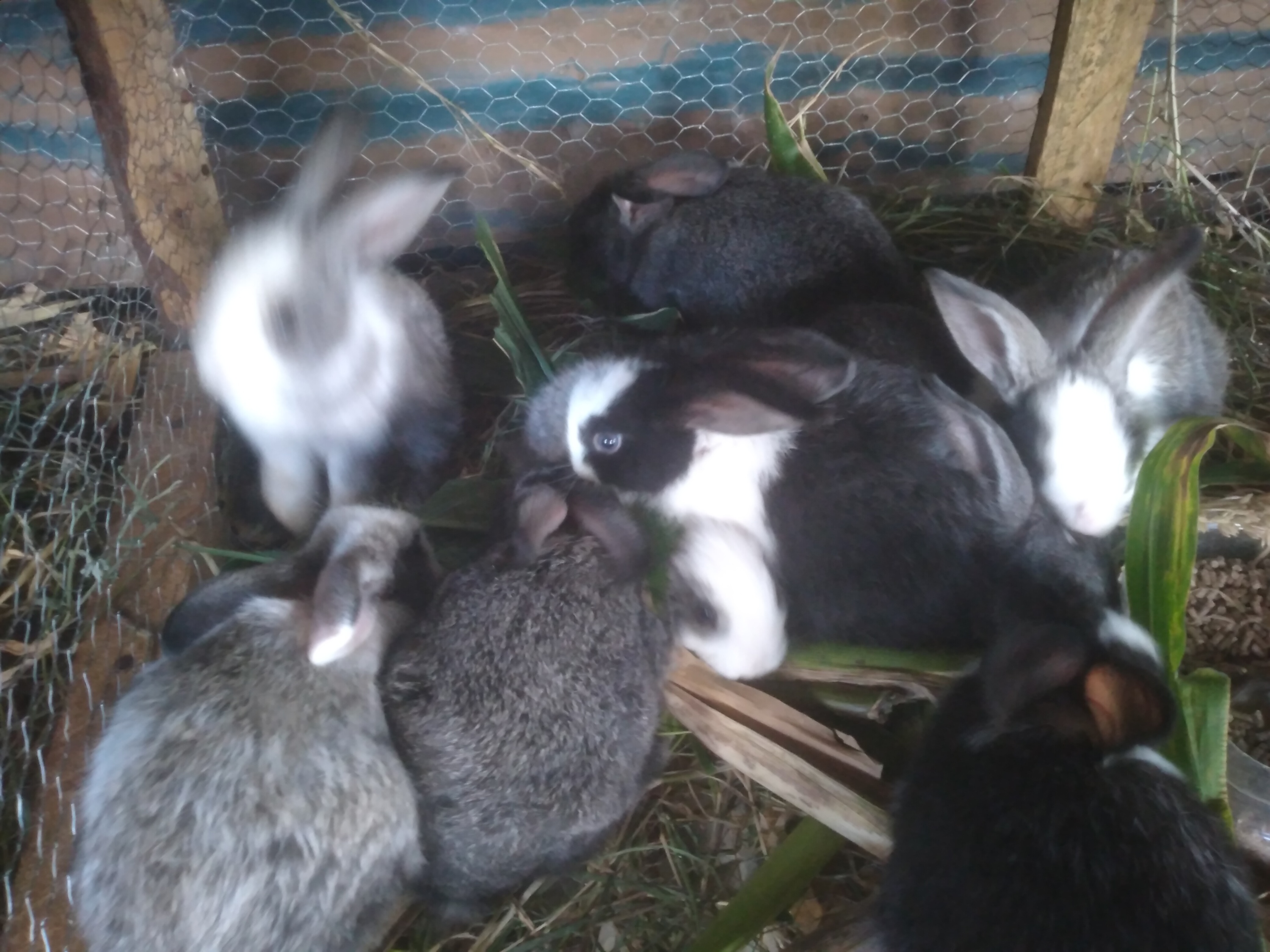 Rabbits One month old