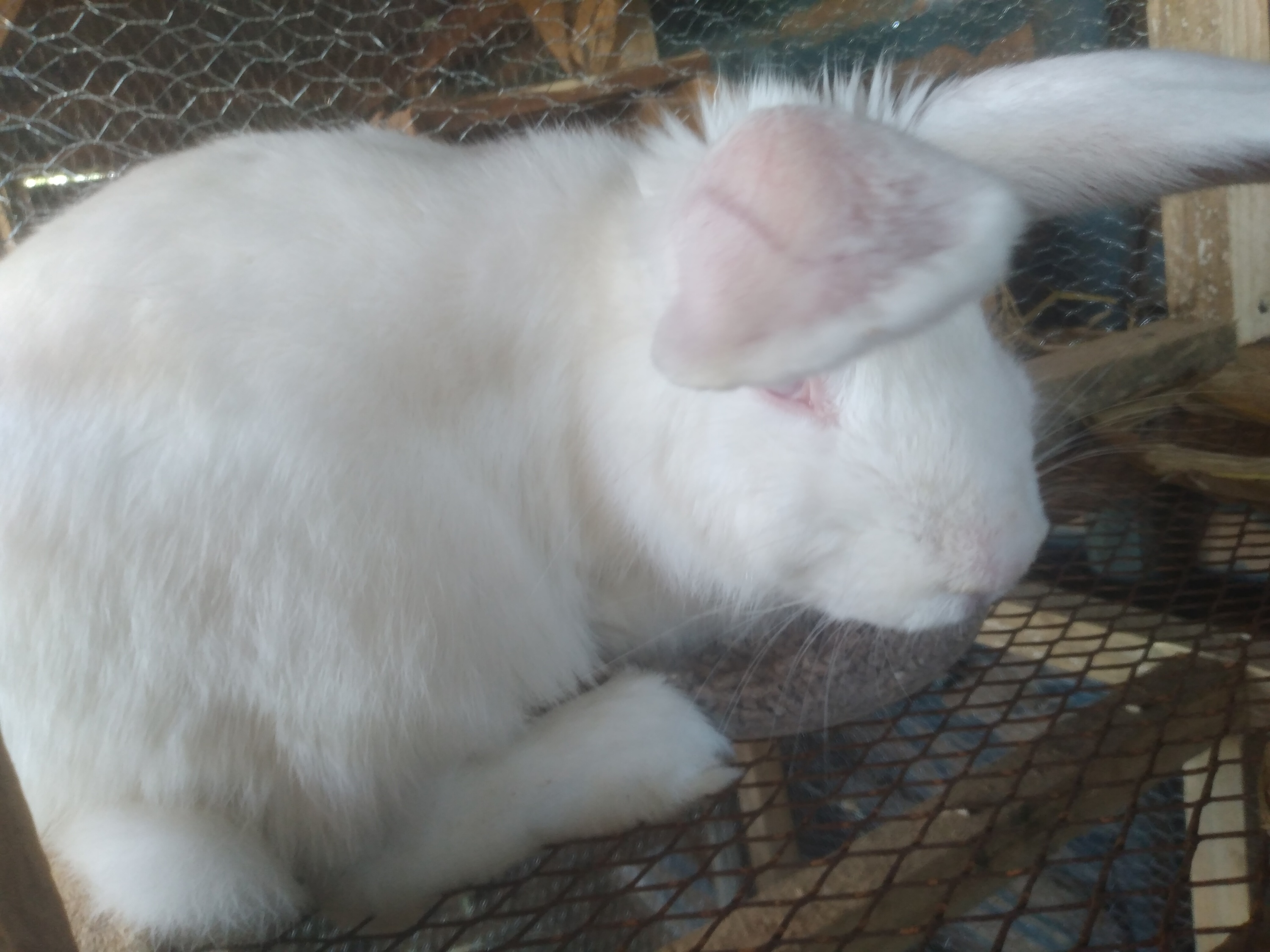 Rabbits