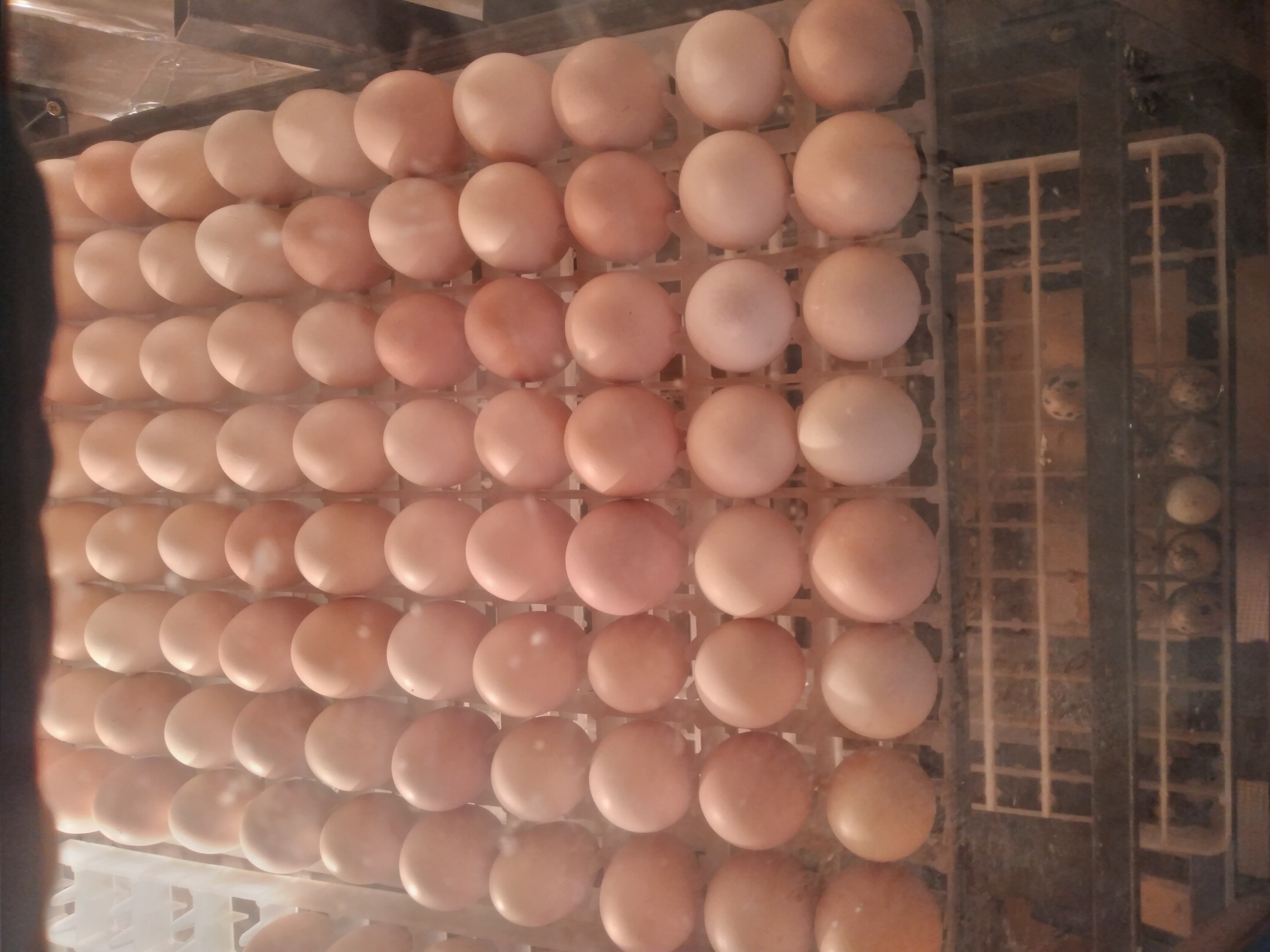 Hens, pagtula
