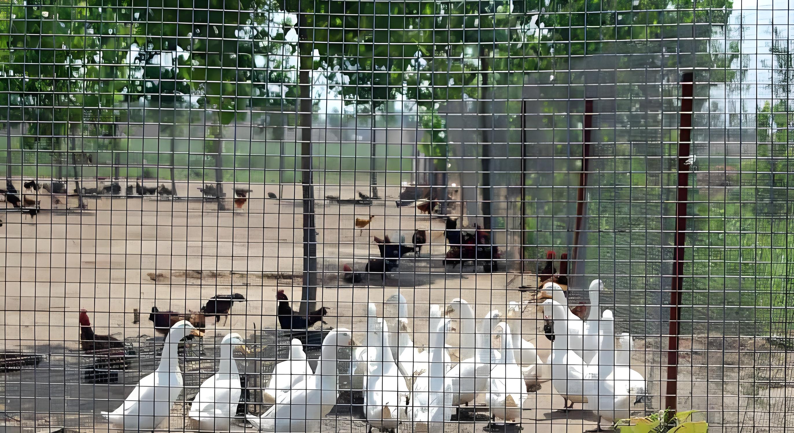 Poultry Netting