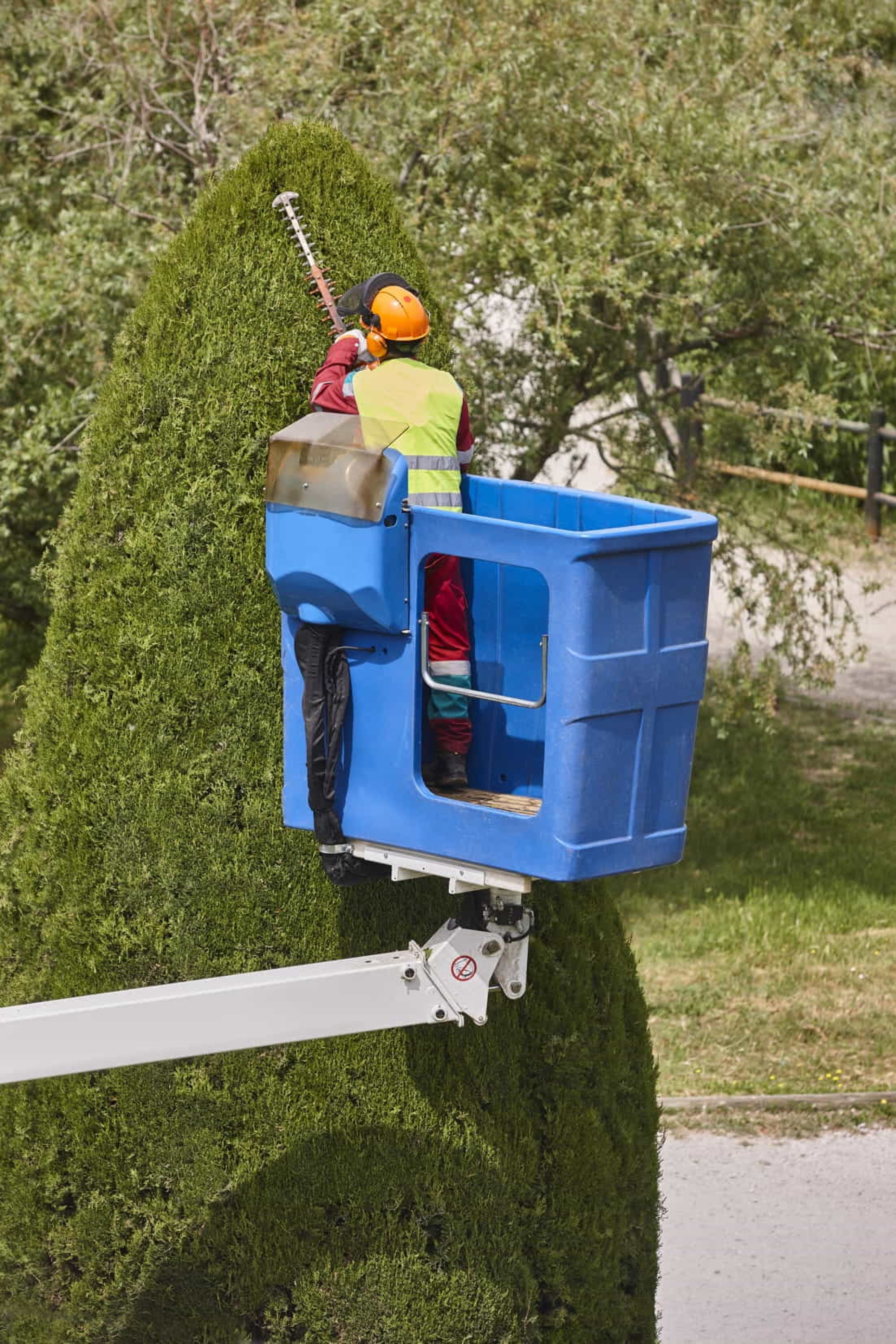 Pruning and Felling of Trees