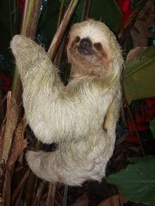 Sloth Trail Ticket and Guide