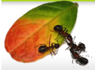Service Extermination Fourmis