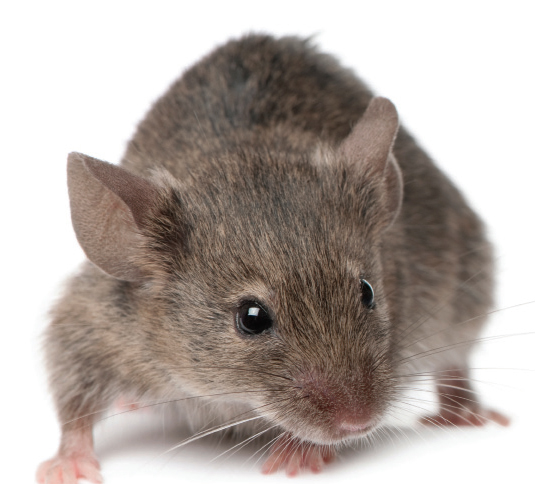 Service Extermination Souris : Infestation Montréal
