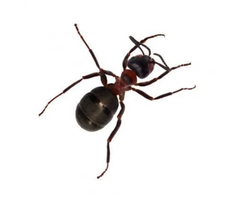 Ant Control