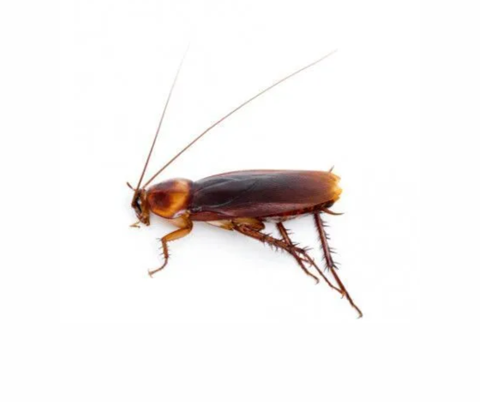Cockroach Control Service
