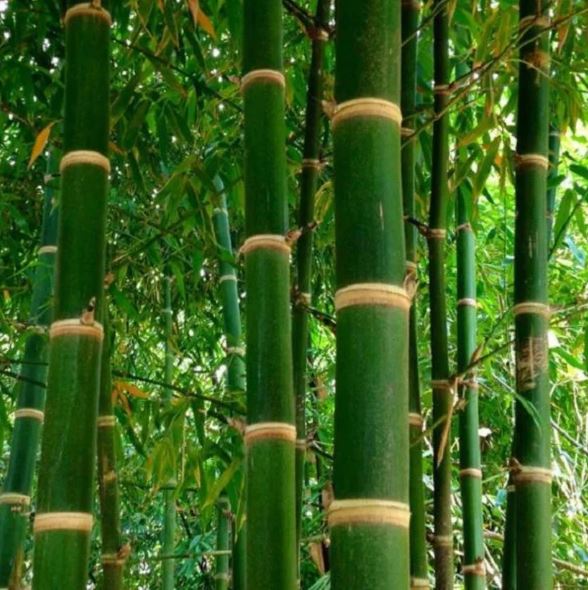 Premium Bambusa Balcooa Tissue Culture Plants for Sustainable Agriculture 