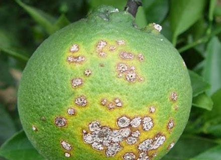 Citrus Solution