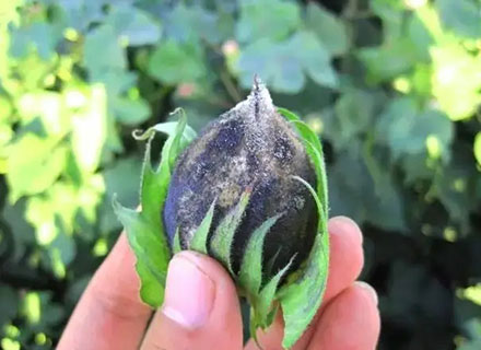 Cotton Solution