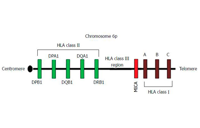 HLA Typing Kits and Testing CapitalBio