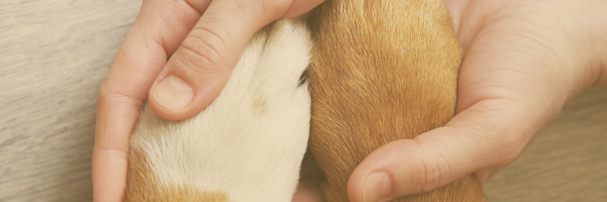 Pet Coverage