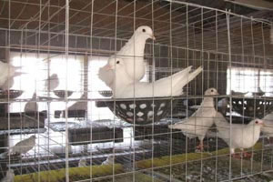 Bird Cage