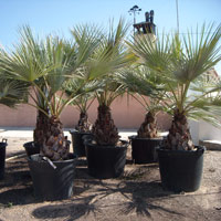 palm tree