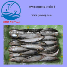 Sardine_Sardinella_Longiceps