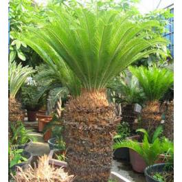Cycas Revoluta Seeds (King Sago Palm Seeds, Cycad Seeds)