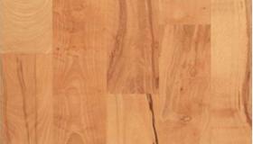 Beech