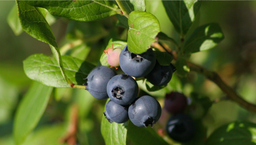  Arándanos  BLUEBERRY