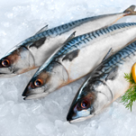 MACKEREL