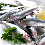 SARDINES
