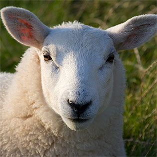 Sheep Nutrition