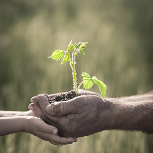 Crop Science