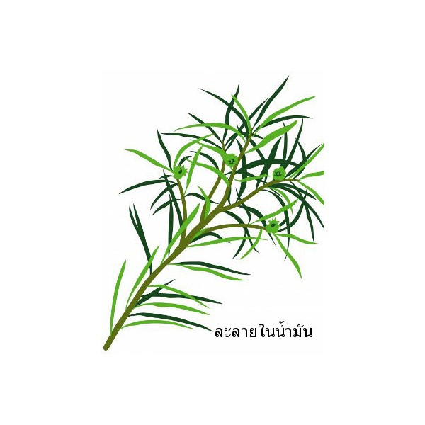 Tea Tree Oil (Australian - Water Soluble)