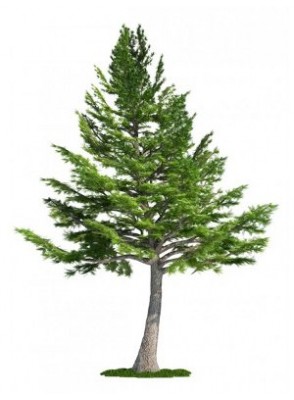 Cedar Wood Oil (น้ำมันไม้ซีดาร์)
