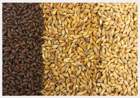 Verious of Grades of  Barley Seeds for Sale