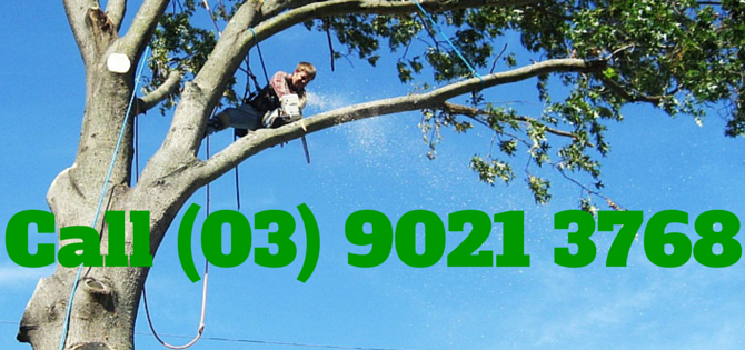 Tree-maintenance serbisyo