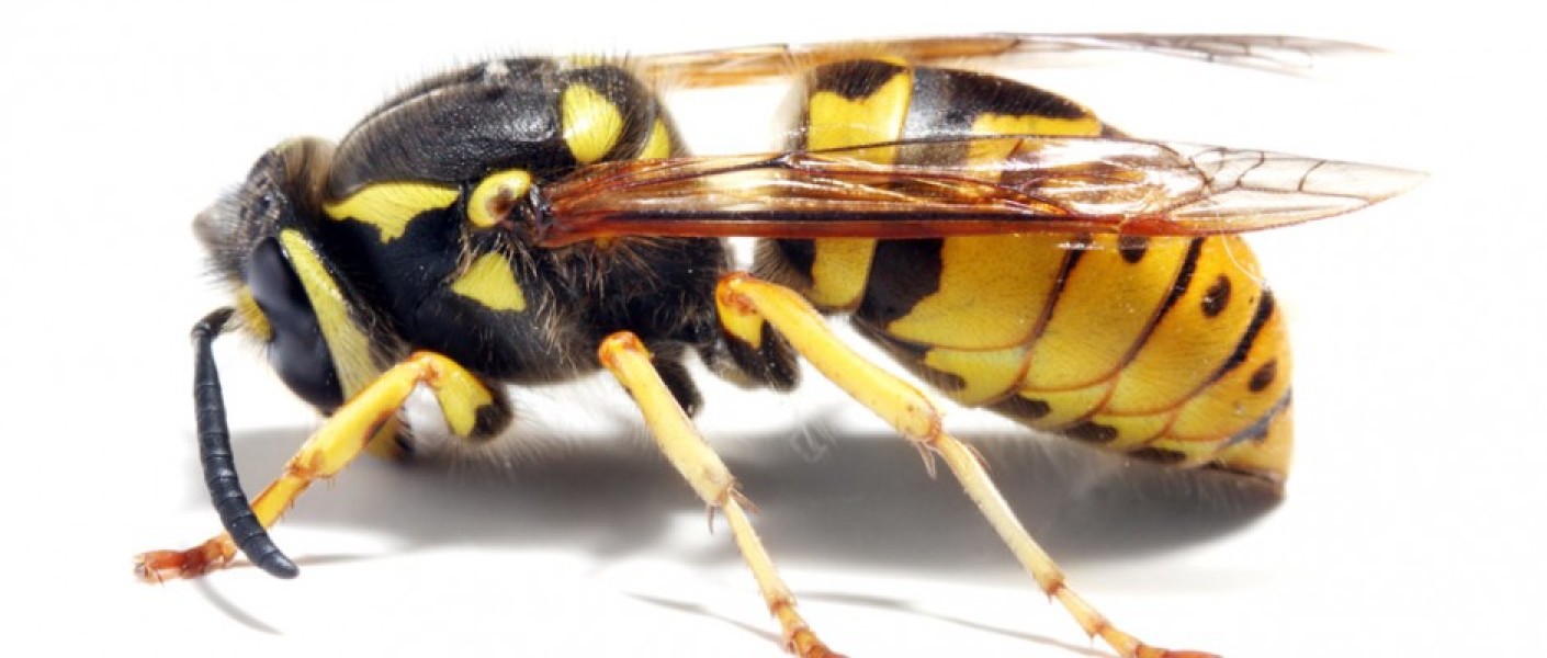 Pest Control in West Lothian and Throughout Scotland by Eliminate Ltd