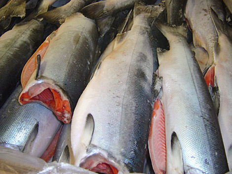 Salmon, sariwa o pinalamig