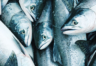 For every type of salmon, we can help you with processing and distribution.