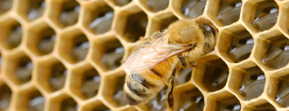 Beekeeping