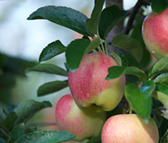 Apples