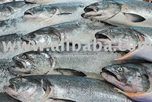 Salmon, sariwa o pinalamig