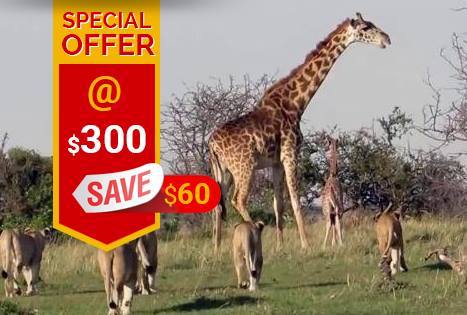 Tour operators, safaris