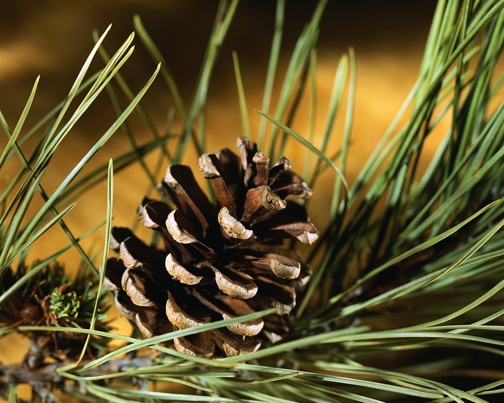 Forestry and tree consultants