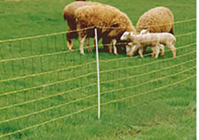 Sheep and Goat Fencing
