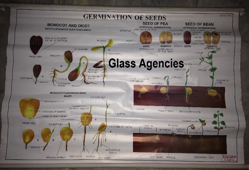 School Chart
