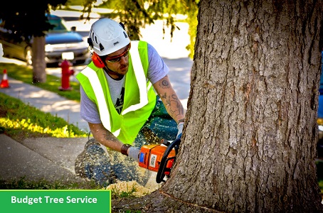 Tree Service Phoenix