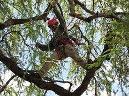 Tree pruning