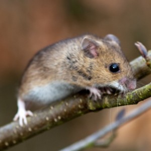 Mice & Rat Removal Service 