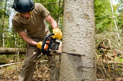 TROY TREE SERVICE PROS