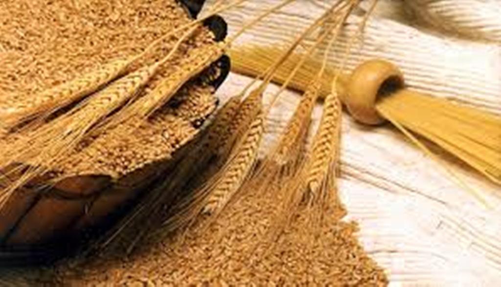 Whole Grain Wheat