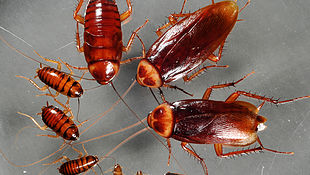 Control de plagues, serveis