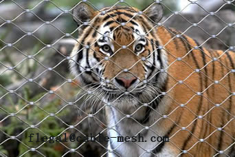 Zoo Mesh